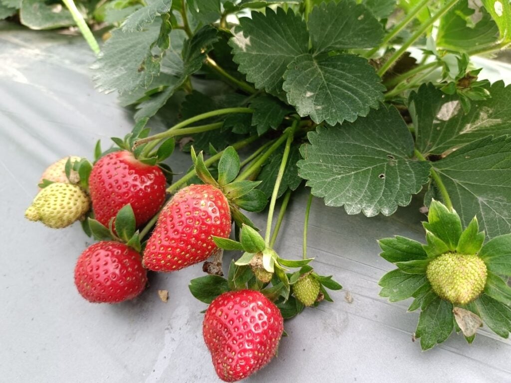 雲林採草莓推薦 崙背友善草莓園