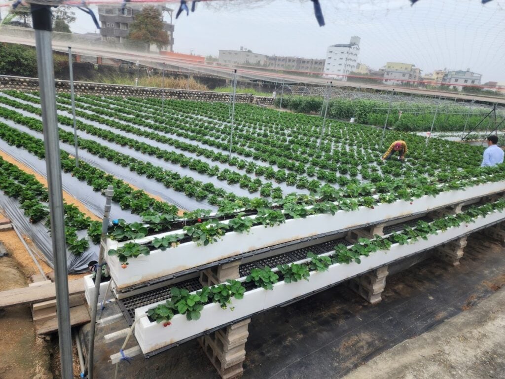 雲林採草莓推薦 斗六雲科大波妞妞草莓園
