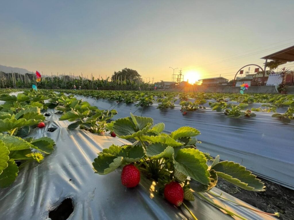 雲林採草莓推薦 林內幸福草莓園