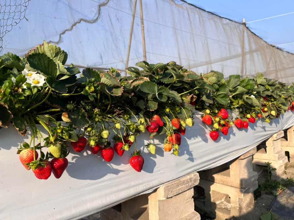 雲林採草莓推薦 福家草莓果園