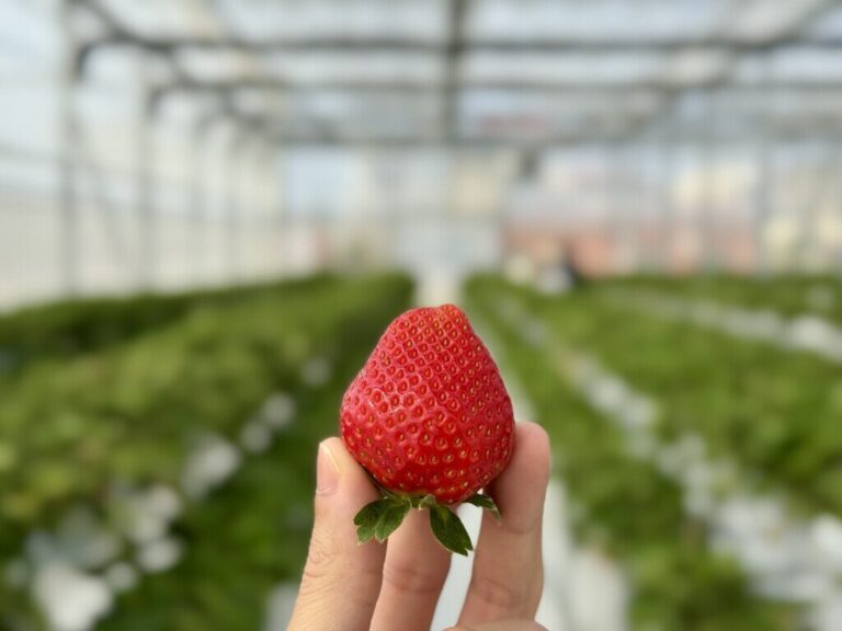 東方草莓園評價｜高雄湖內大規模溫室草莓體驗，還能自採十多種蔬果