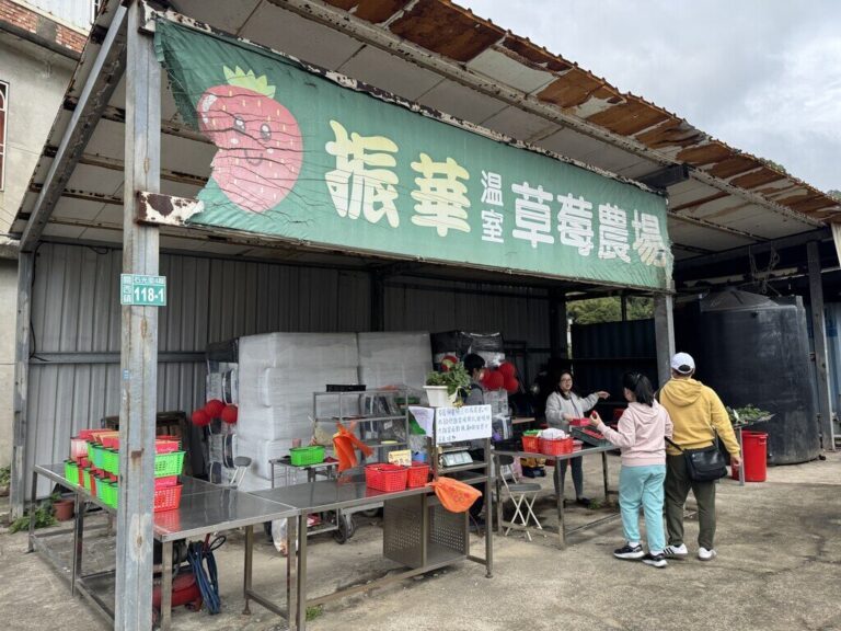 振華草莓農場評價｜無農藥高架栽培，大顆草莓品質穩定
