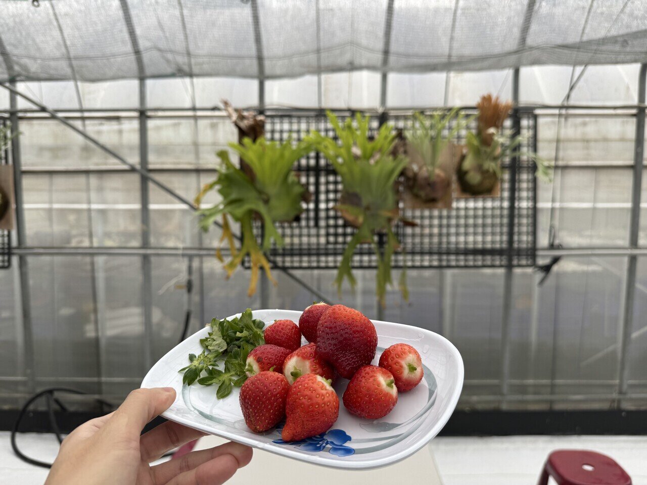 수확한 딸기를 앉아서 여유롭게 맛볼 수 있으며, 무료 차도 제공됩니다.