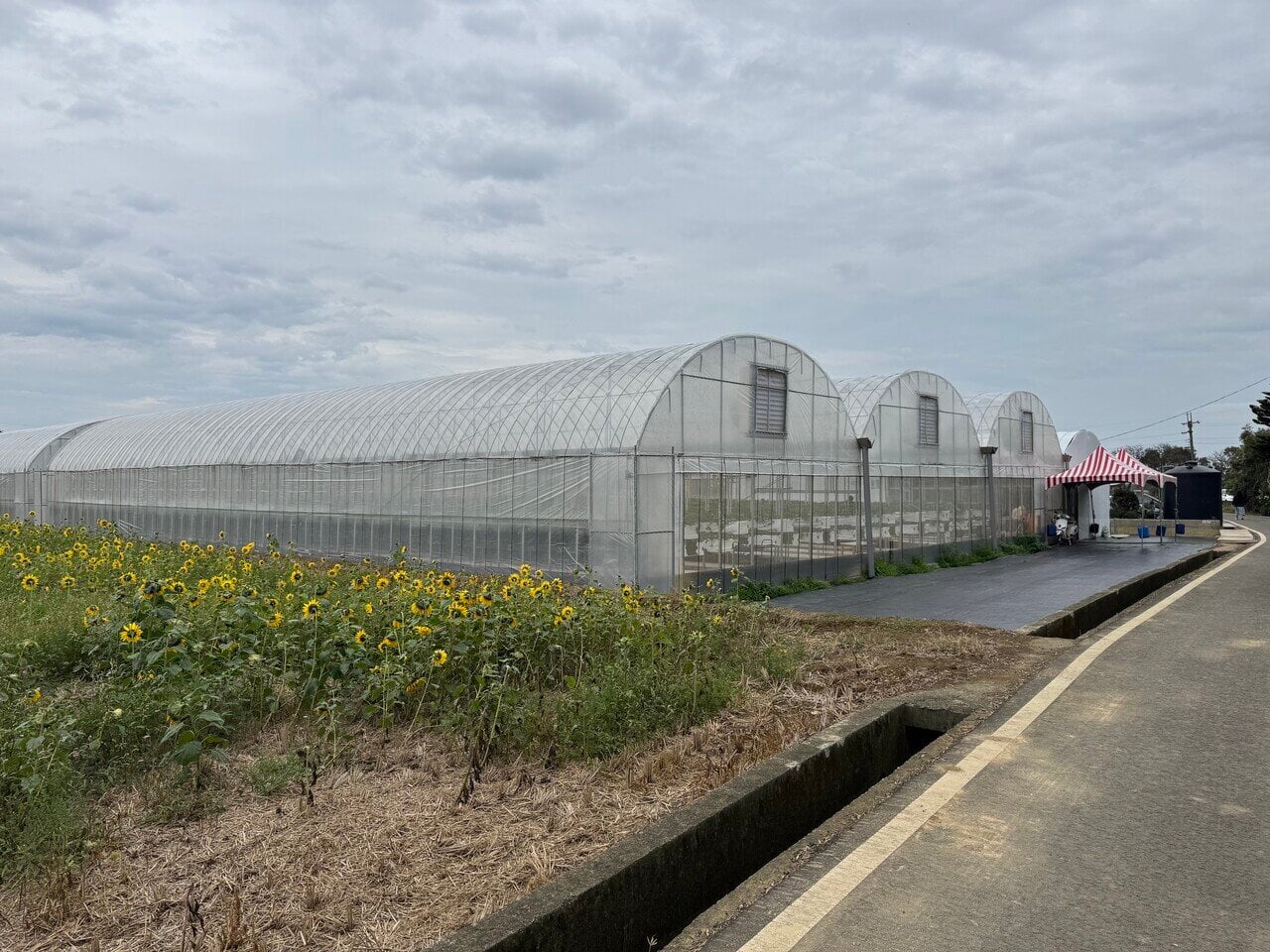 海沿いのエリアでは珍しいイチゴ農園で、田園風景が心地よいです