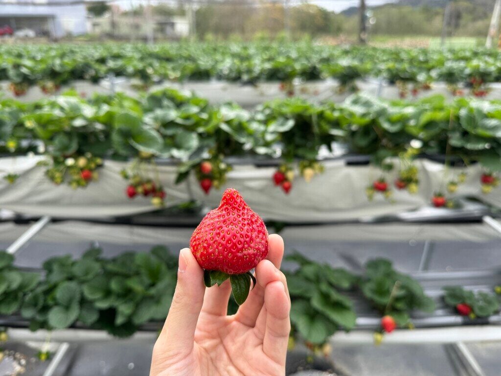 新竹採草莓_振華草莓農場_2026-02-02_3