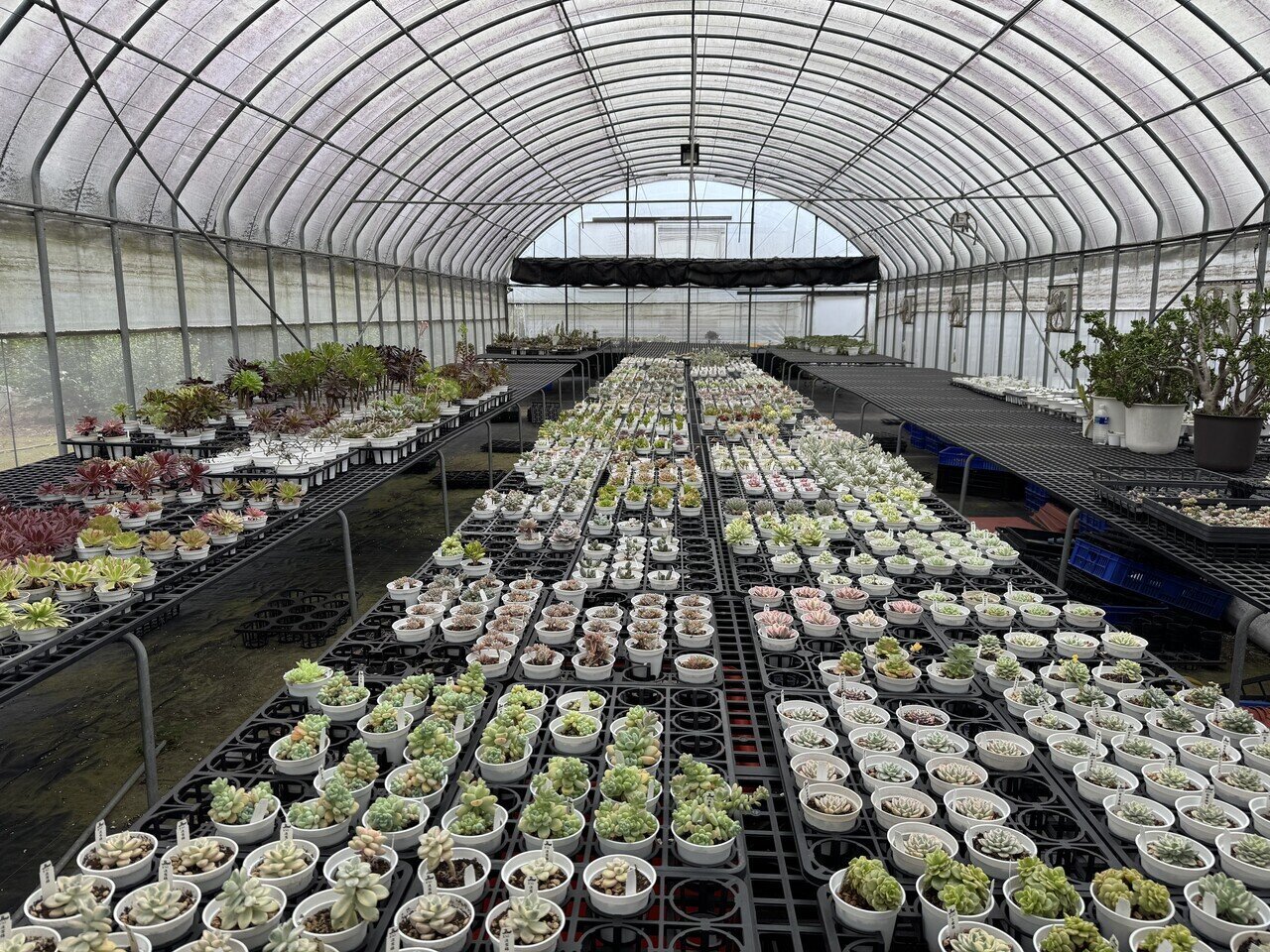 다육 과령 딸기 과일 농원은 원예 전문가인 원장의 전문성을 그대로 이어받은 다육 식물 온실입니다.