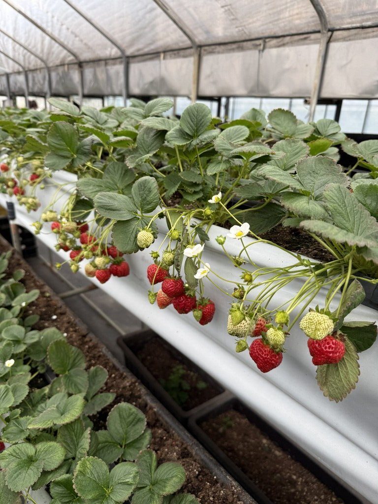 莓圃休閒農園評價｜採草莓還能吃草莓披薩的內湖農園