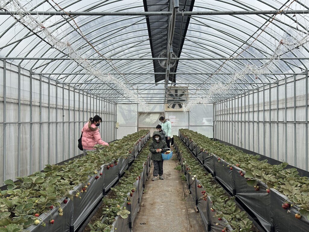 桃園採草莓_草本誠食丹參-草莓研究院_2026-02-01_4