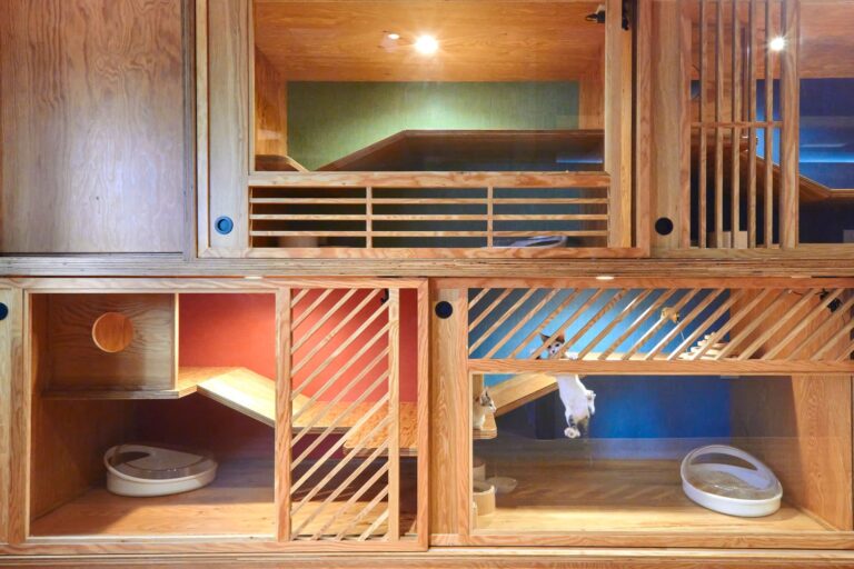 寄居喵評價｜信義區貓咪專屬住宿空間，全台首家綠裝修認證貓旅館