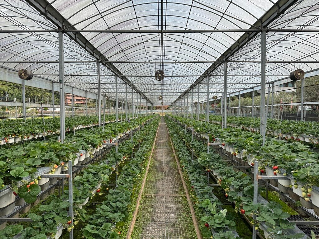 新竹採草莓_振華草莓農場_2026-02-02_5
