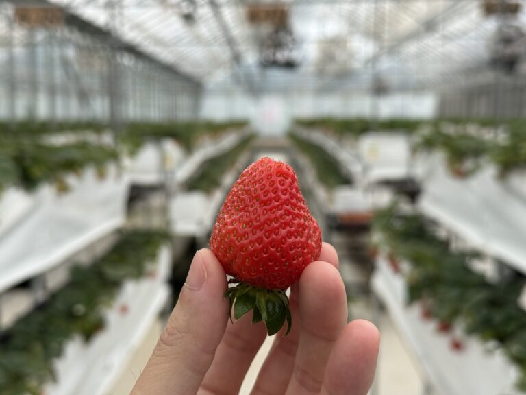 過嶺草莓瓜果農園評價｜採草莓前竟然能試吃？中壢這間還藏著多肉溫室