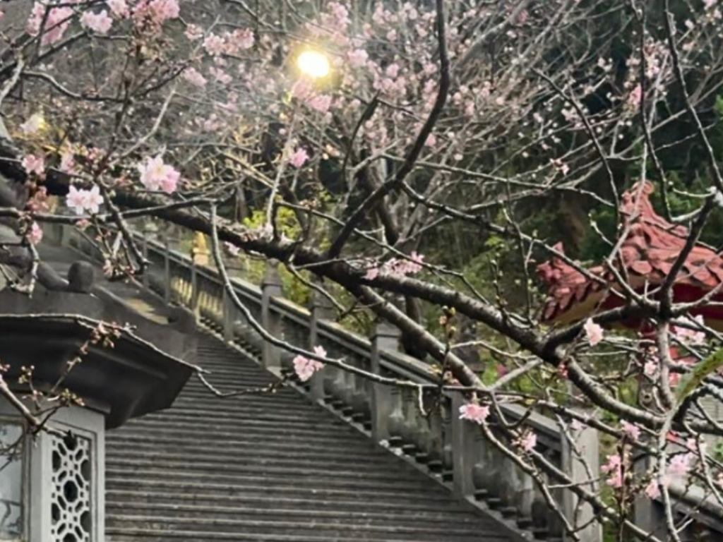 Stop 2: Cherry Blossoms at Qingfeng Pavilion